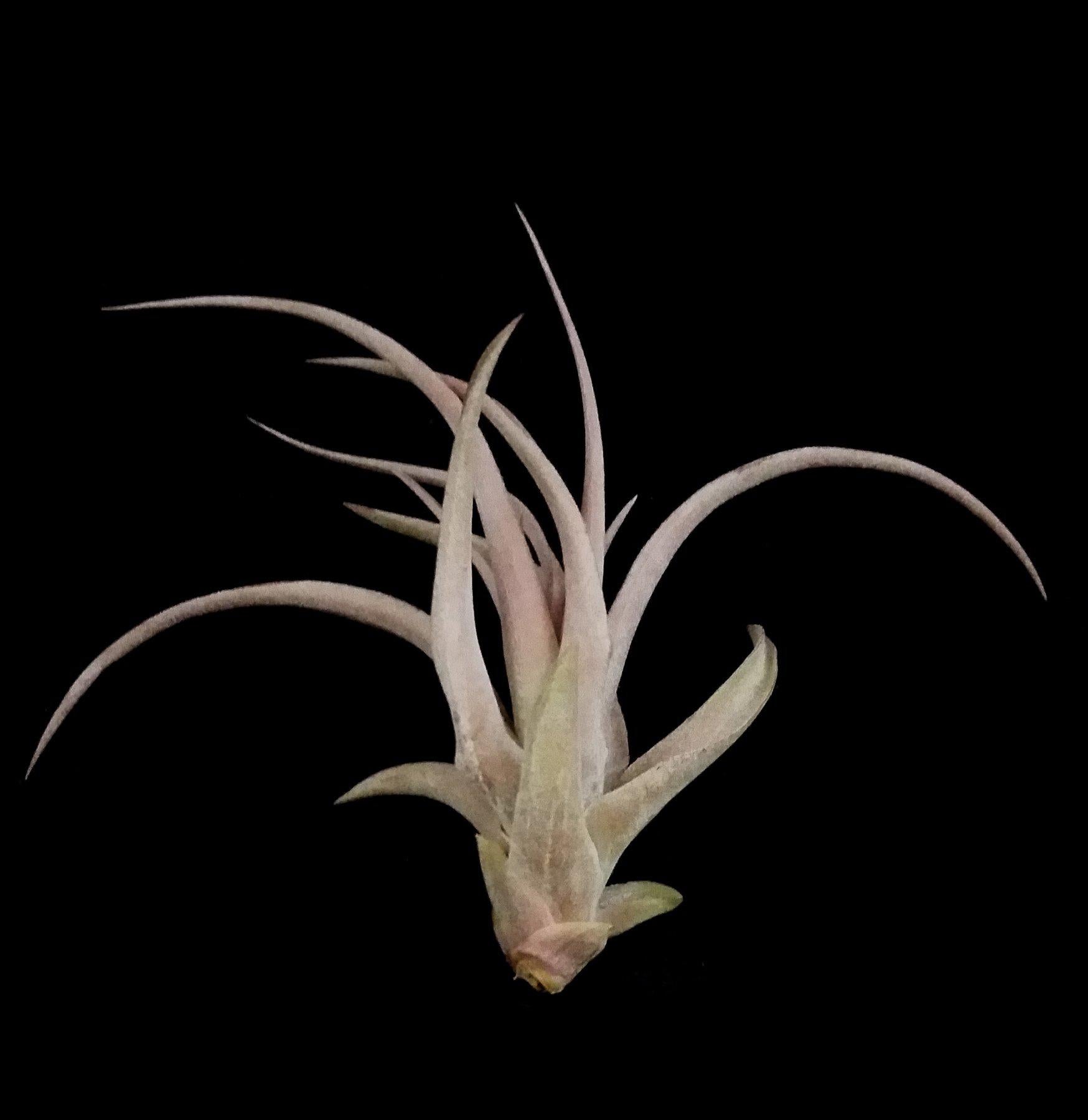 Tillandsia Capitata Peach Air Plant - Low Maintenance Live Indoor Plant for Home, Office & Terrarium Decor