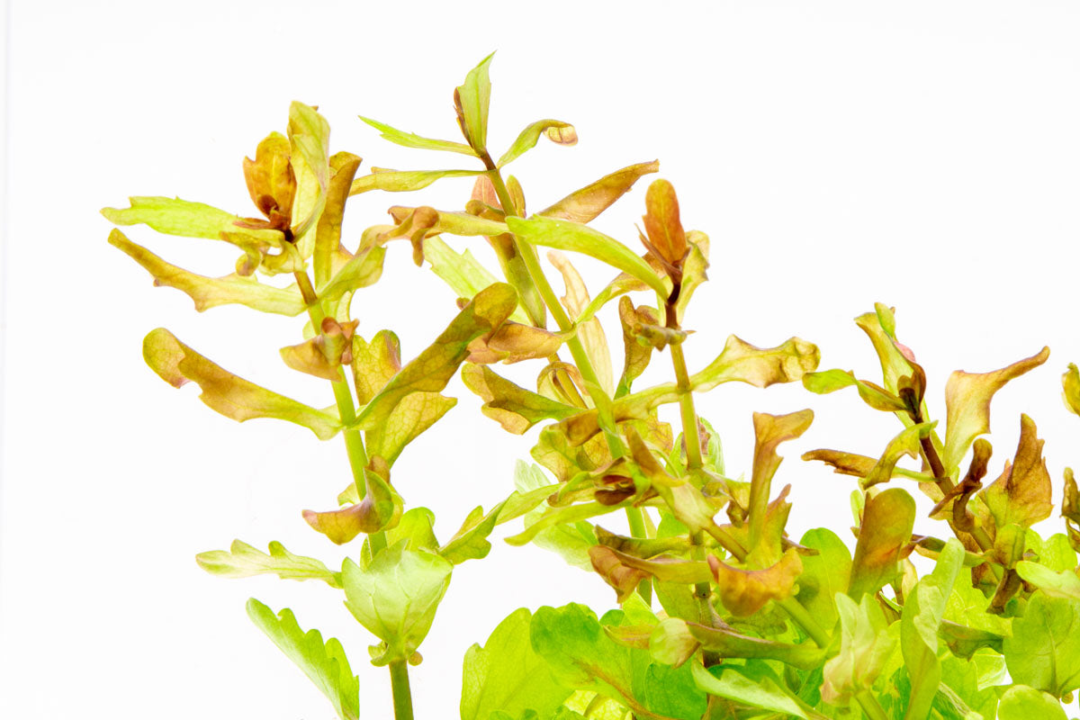 Shinnersia Rivularis Aquatic Plant for Aquariums - Perfect for Freshwater Tanks, Fish Tanks & Aquatic Gardens