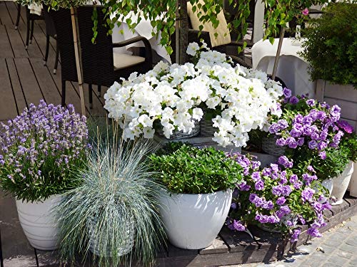 20x30 Inch Lavender Flower Pot Nature Laminated Poster - Vibrant Colors & Vivid Imagery - Perfect for Home, Office, or Garden Decor - Fits Standard Frames