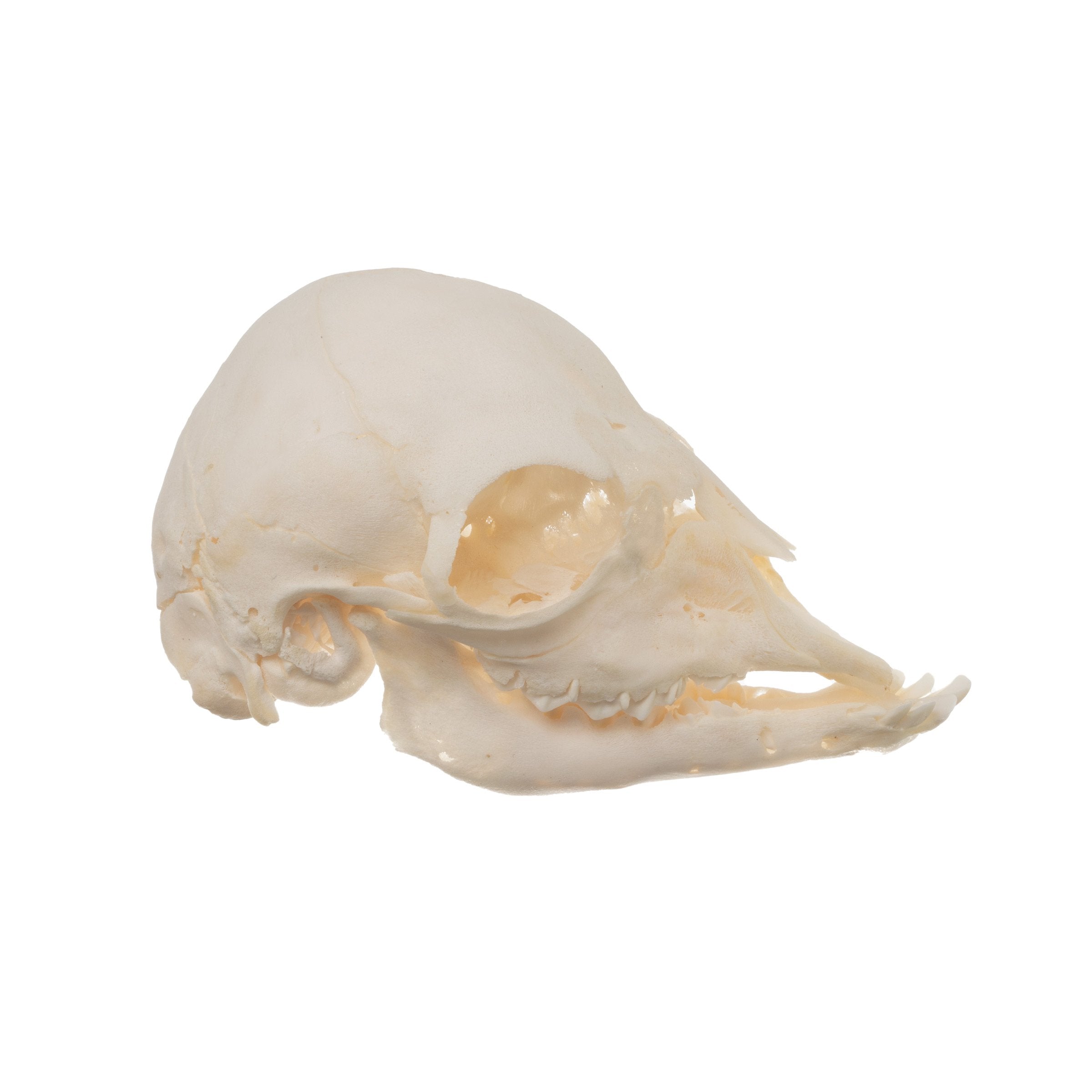 Real Domestic Goat Skull - Authentic Fetal Goat Skull Specimen for Taxidermy, Oddities Collection & Gothic Decor | Perfect for Halloween, Witchcraft Altars & Dark Academia Aesthetics