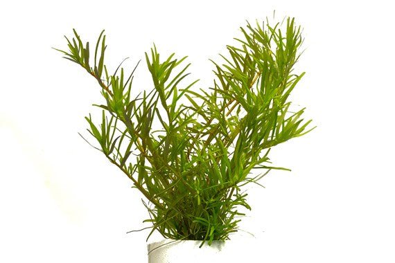 Dennerle Rotala sp. 'Wayanad' In Vitro Live Aquarium Plant - Easy Care Aquatic Plant for Freshwater Tanks, Aquascaping & Nano Aquariums