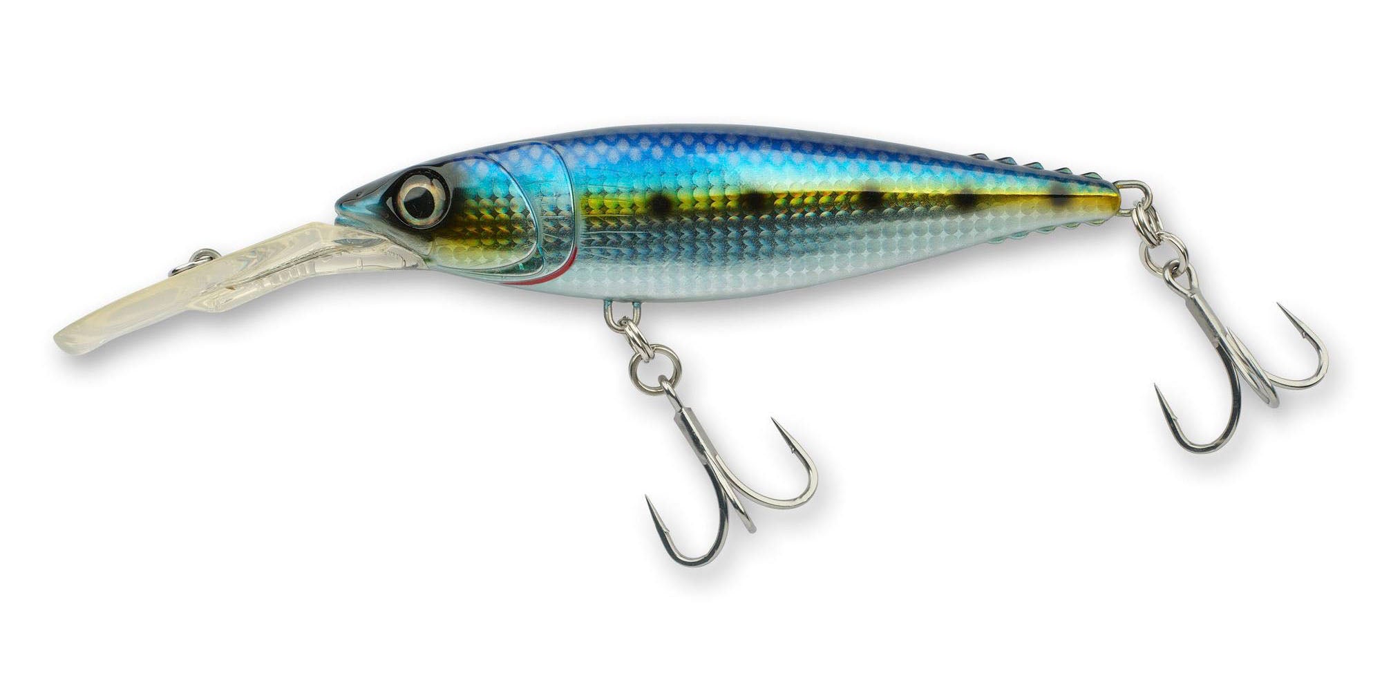 Sardine