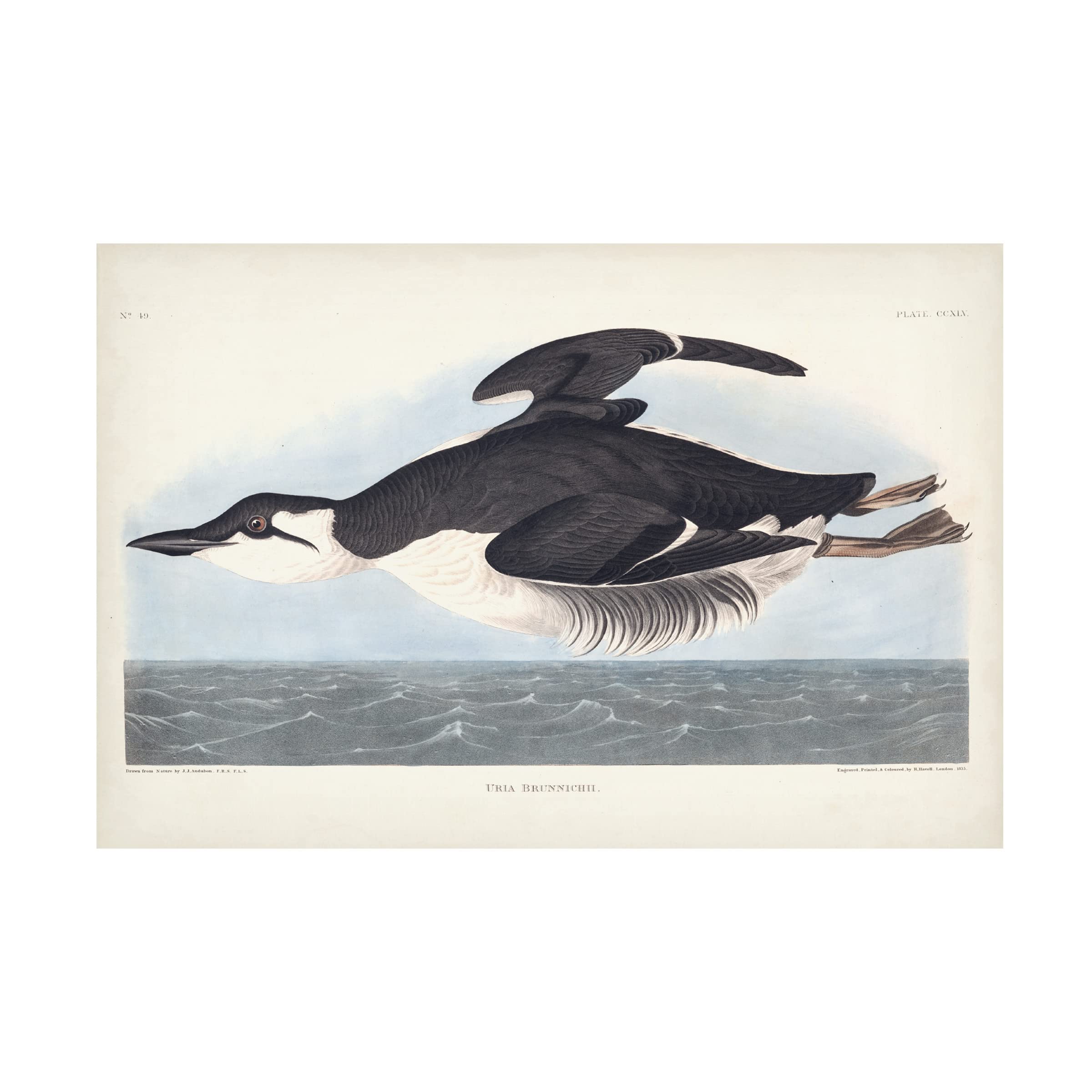 Trademark Fine Art 'Uria Brunnichi' by John James Audubon - 12x19 Inch Premium Canvas Wall Art - Perfect for Living Room, Bedroom & Office Decor