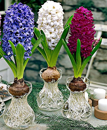 Hyacinth Growing Kit with Fragrant Purple Bulbs & Vase - Perfect Gardening Gift for Home, Office Decor & Spring Planting