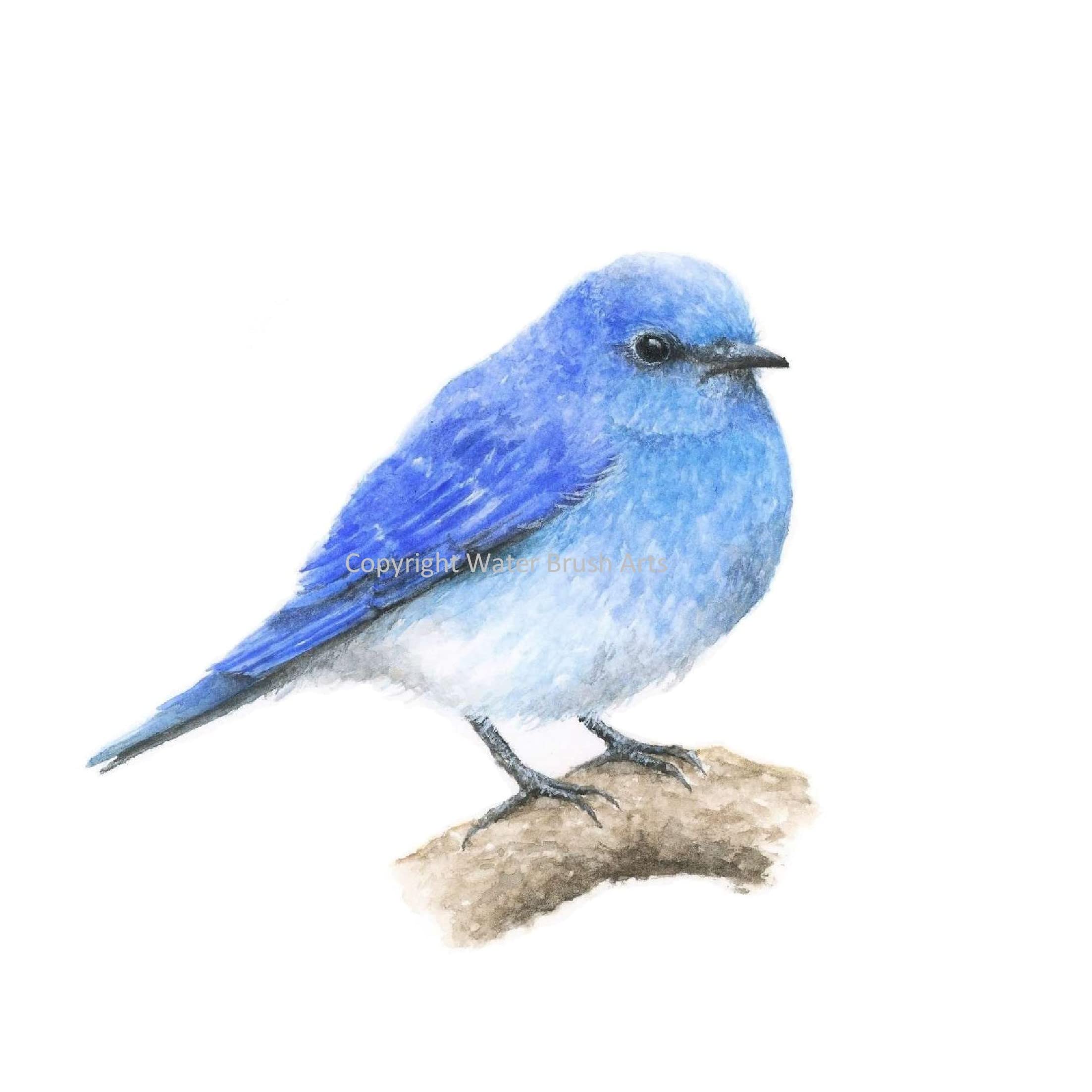 Beautiful Mountain Bluebird Watercolor Art Print - 4x6 Inches - Handmade Wall Decor for Home, Office & Gifts - Perfect for Nature Lovers & Bird Enthusiasts