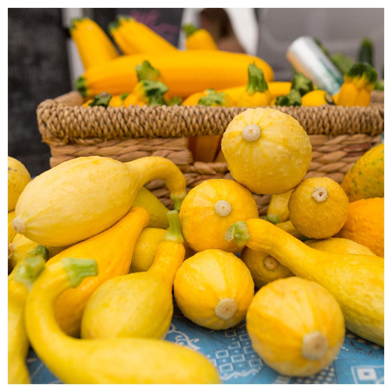 Everwilde Farms - 1/4 Lb Early Summer Crookneck Summer Squash Seeds - Non-GMO, Heirloom, High Yield - Perfect for Home Gardening, Vegetable Patches & Organic Farming