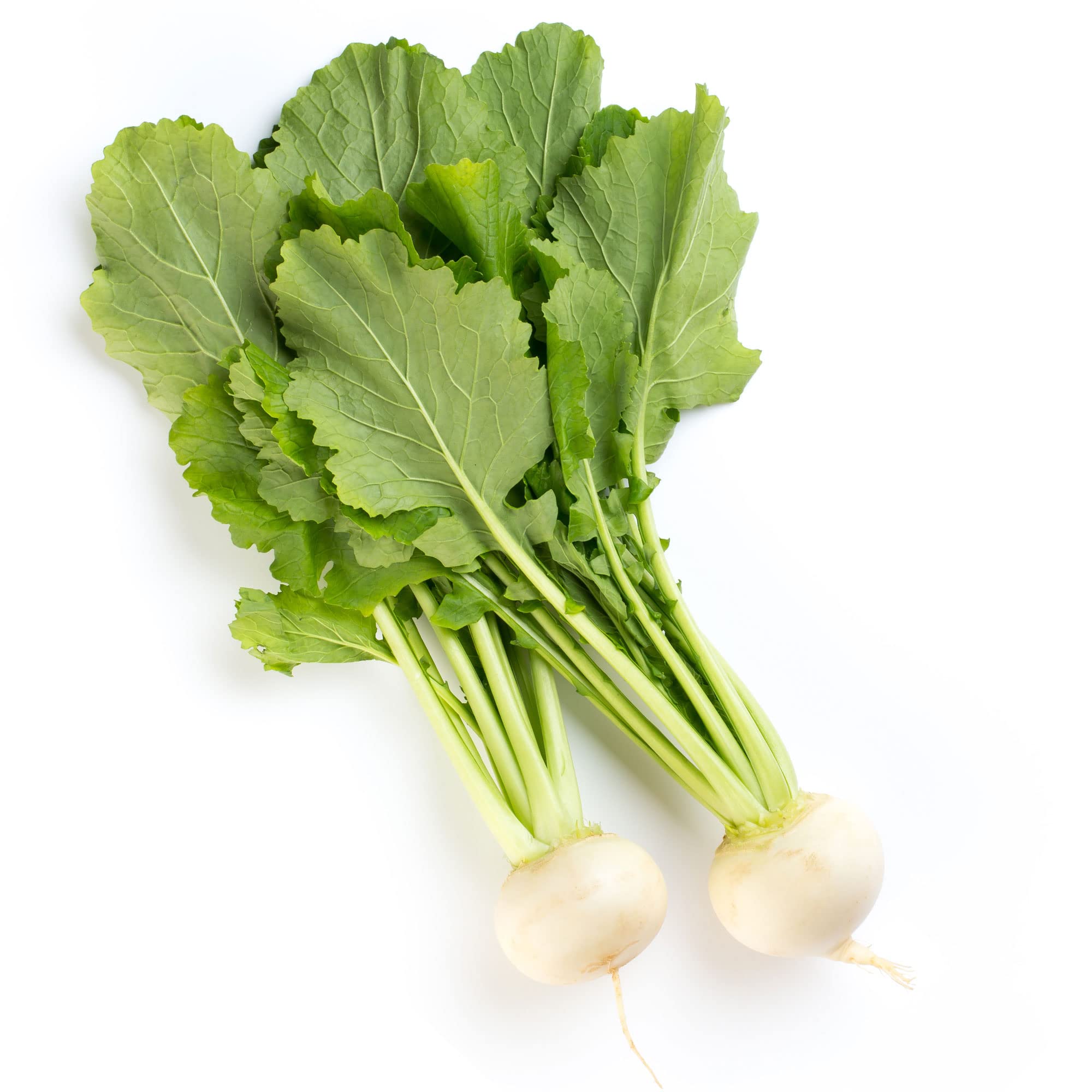 Sakurajima Mammoth Radish Seeds - 5 Lb Bulk (~128,000 Seeds) - Non-GMO Heirloom Asian Vegetable for Gardening & Microgreens - Perfect for Home Gardens, Farmers Markets & Healthy Eating