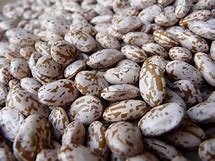 Organic Pinto Bean Seeds - Non-GMO Heirloom Variety - 600 Bulk Seeds for Home Gardening & Sustainable Farming | Perfect for Soups, Stews, and Mexican Dishes