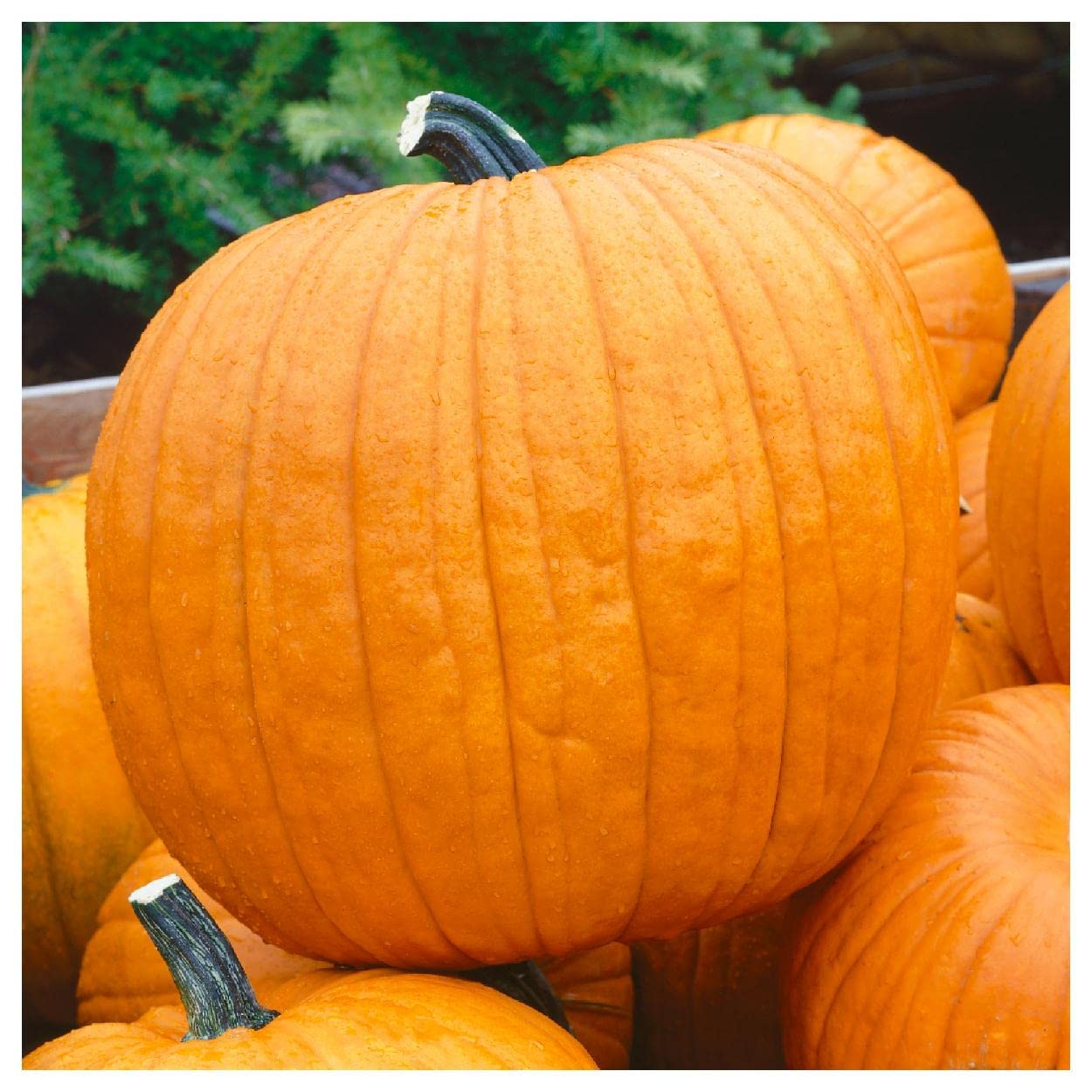 Everwilde Farms - 1/4 Lb Howden's Field Pumpkin Seeds - Non-GMO, Heirloom, High Germination Rate - Perfect for Fall Planting, Halloween Decorations & Pumpkin Patches