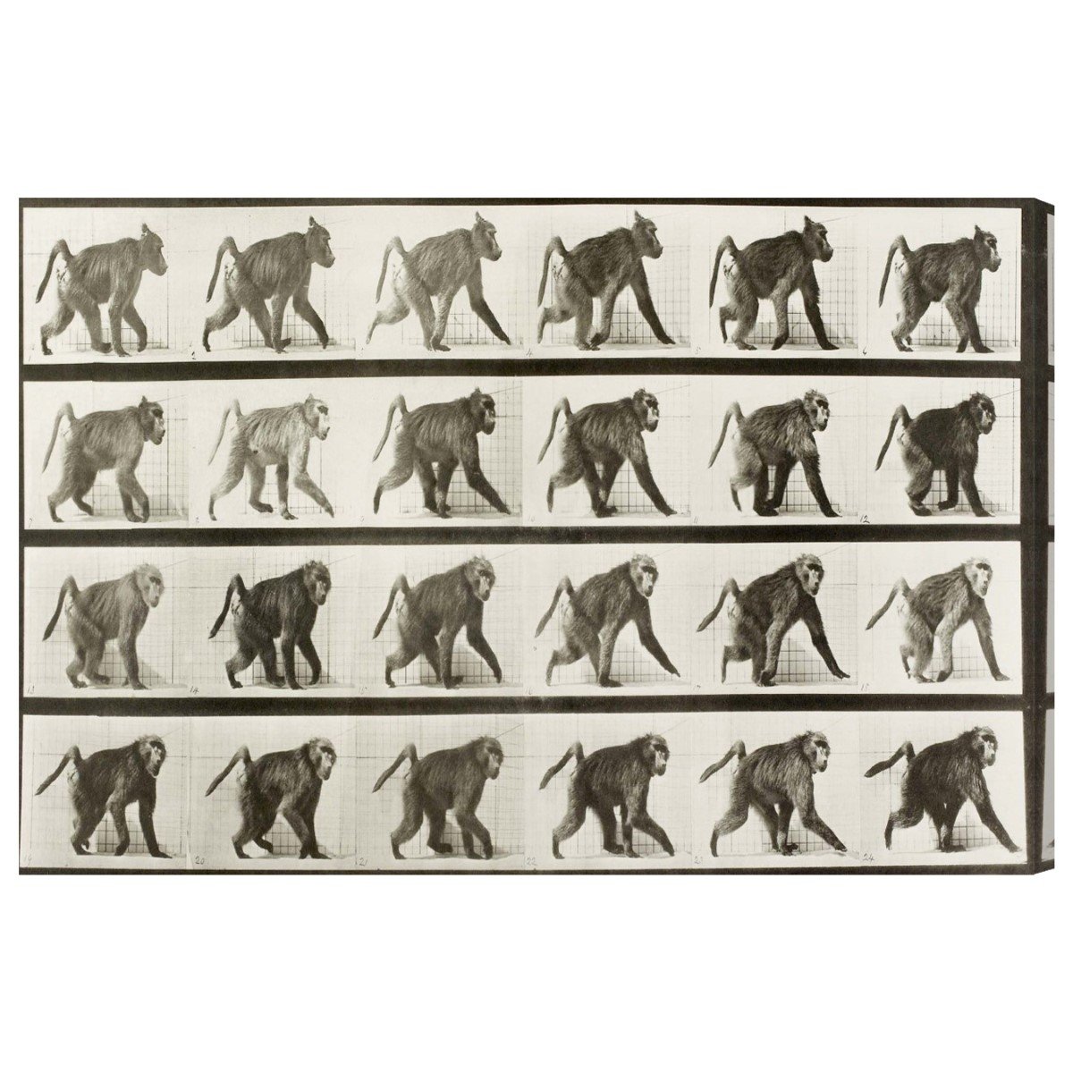 Oliver Gal Artist Co. 'Baboon in Motion' Animal Wall Art Canvas Print - 30x20 Inches Bronze & White Modern Home Decor | Perfect for Living Room, Bedroom or Office Wall Art