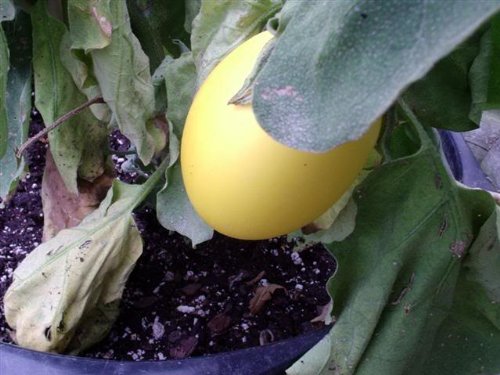 30 Easter Egg Plant Seeds (Solanum Ovigerum) - Ornamental Eggplant for Home Garden, Easter Decor & Unique Gifts - Perfect for Indoor Pots, Outdoor Planting & Holiday Displays