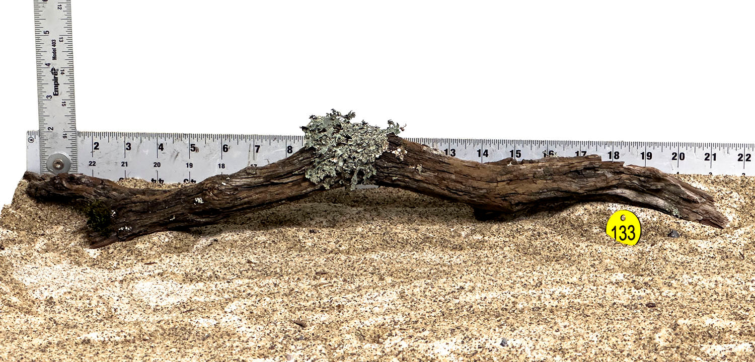 Premium Manzanita Wood for Reptiles - Large Natural Branch for Terrariums, Aquariums & Pet Habitats - Safe & Non-Toxic Climbing Perch for Lizards, Snakes & Birds