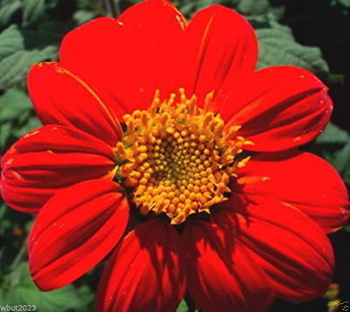 Buy Mexican Sunflower Seeds (Tithonia Speciosa Red Torch) - 50 Red Flower Seeds for Garden Planting, Landscaping & Butterfly Attraction