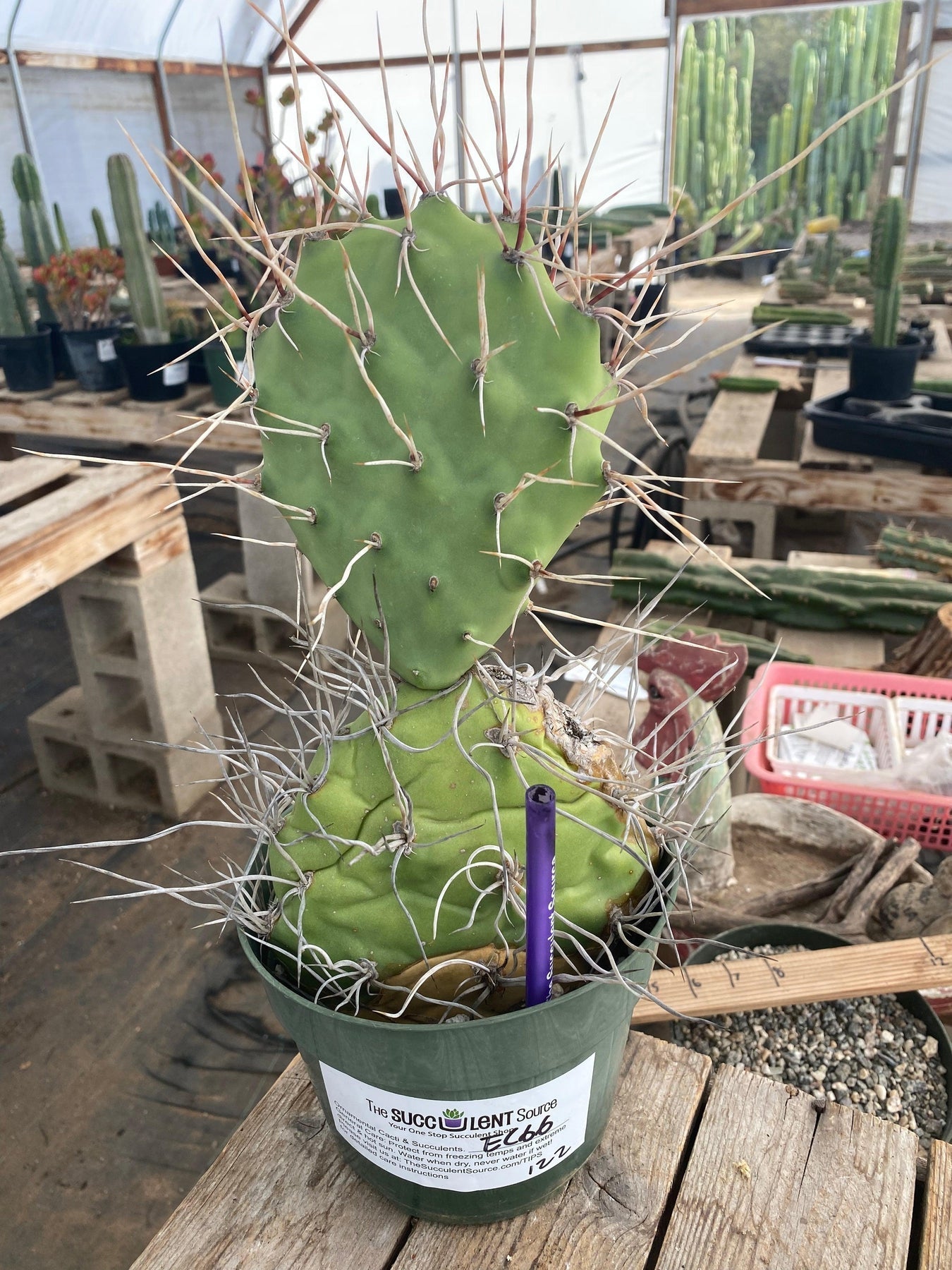 Exact Opuntia Sulphurea Cactus Plant - Rare Succulent for Home & Garden Decor, Office Desk, and Terrarium Arrangements