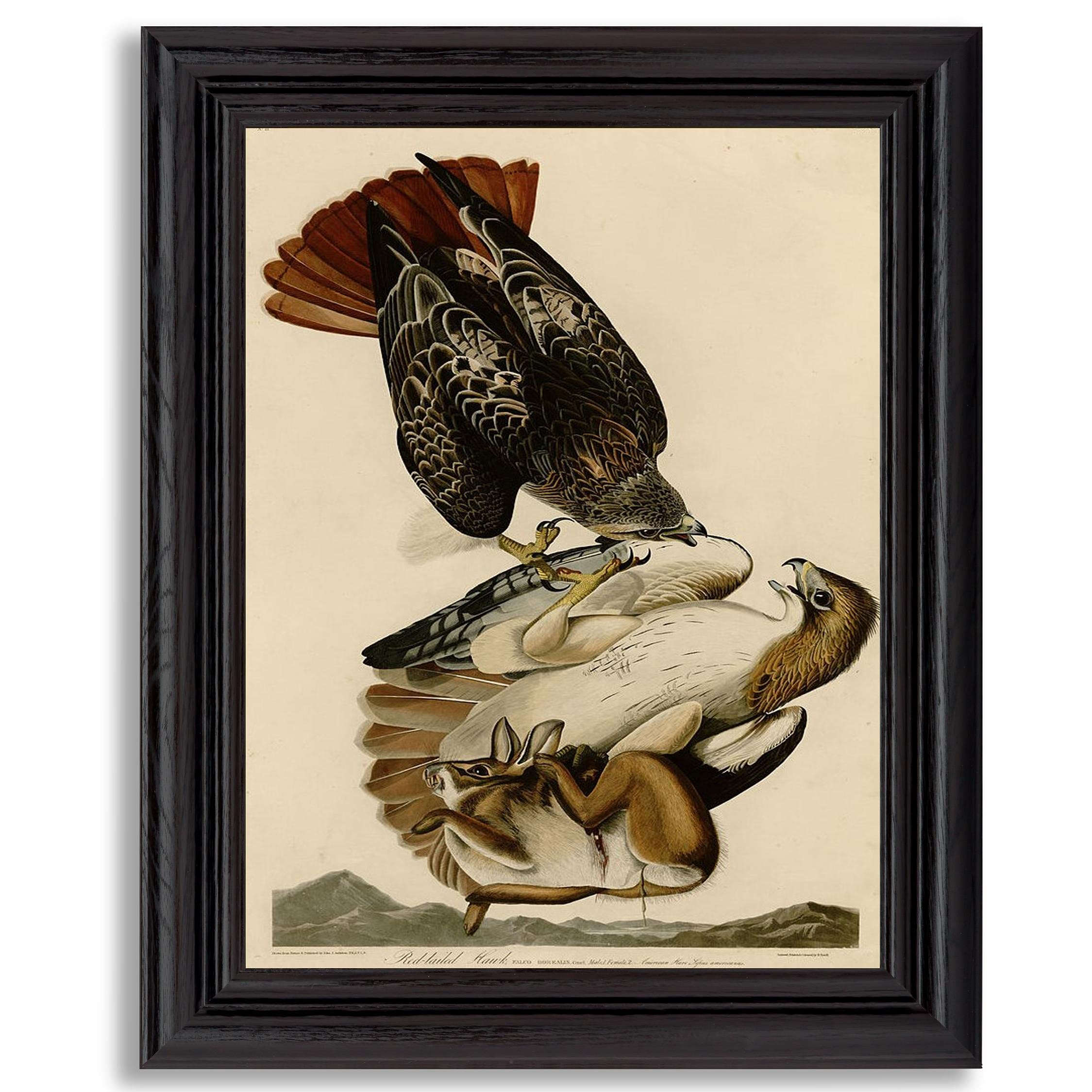 Red Tailed Hawk Framed Art Print - James Audubon Wildlife Painting Reproduction in Wood Frame | Premium Wall Decor for Living Room, Bedroom & Office | Nature-Inspired Home & Workspace Decor