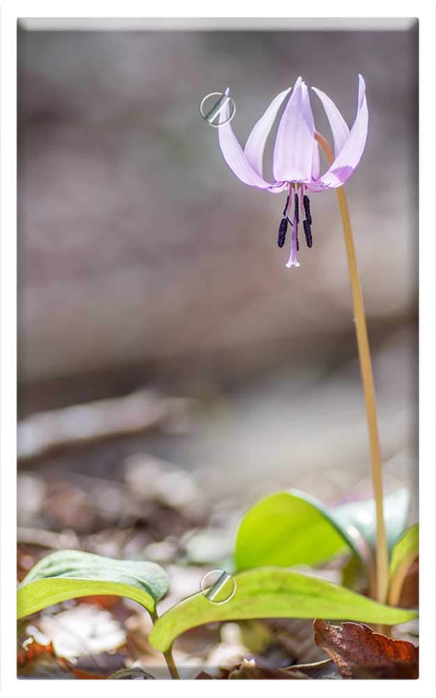 Single-Gang Blank Wall Plate Cover - Floral Spring Japanese Dog Tooth Violet Design | Decorative Outlet Cover for Home, Office & Cafe Decor