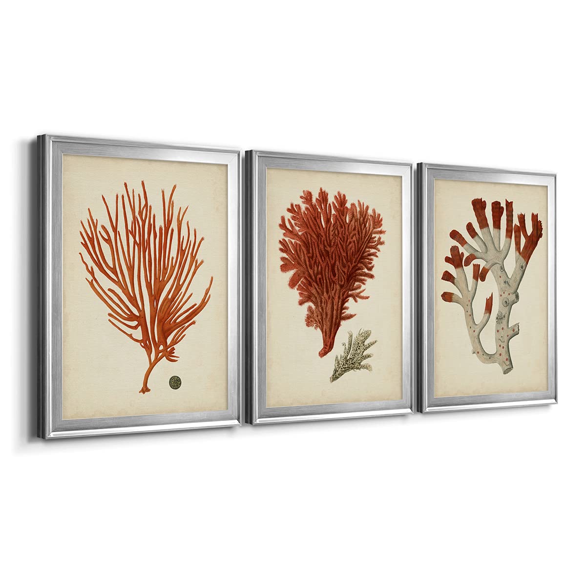 Red Coral IV Silver Framed Canvas Wall Art - 3 Piece Set (22x30 Inches Each) - Modern & Traditional Home Décor for Living Room, Bedroom, Office | Antique Style Travel-Inspired Artwork