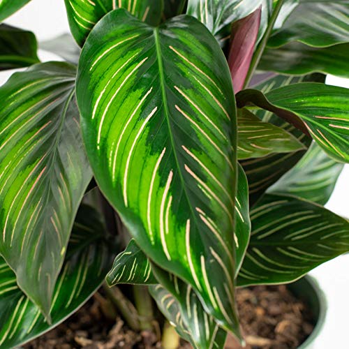 Calathea Beauty Star - 10 Live Indoor Plants in 4 Inch Pots - Calathea Ornata - Easy to Grow Air Purifying Houseplant for Home, Office & Living Room Decor