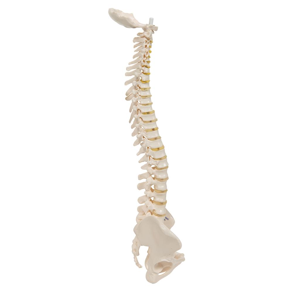Flexible Mini Spinal Column Model - Anatomical Spine Teaching Tool for Medical Students & Chiropractors - Perfect for Classroom, Clinic & Study Use