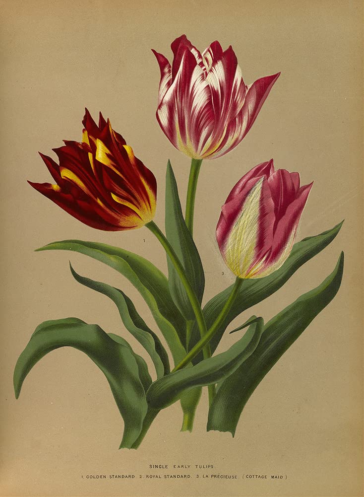 ArtDirect Arentine H. Arendsen 14x18 Inch Black Modern Picture Frame with Double Matted Museum Quality Art Print - Single Early Tulips 3 (1872-1881) Floral Wall Decor for Living Room, Bedroom & Office