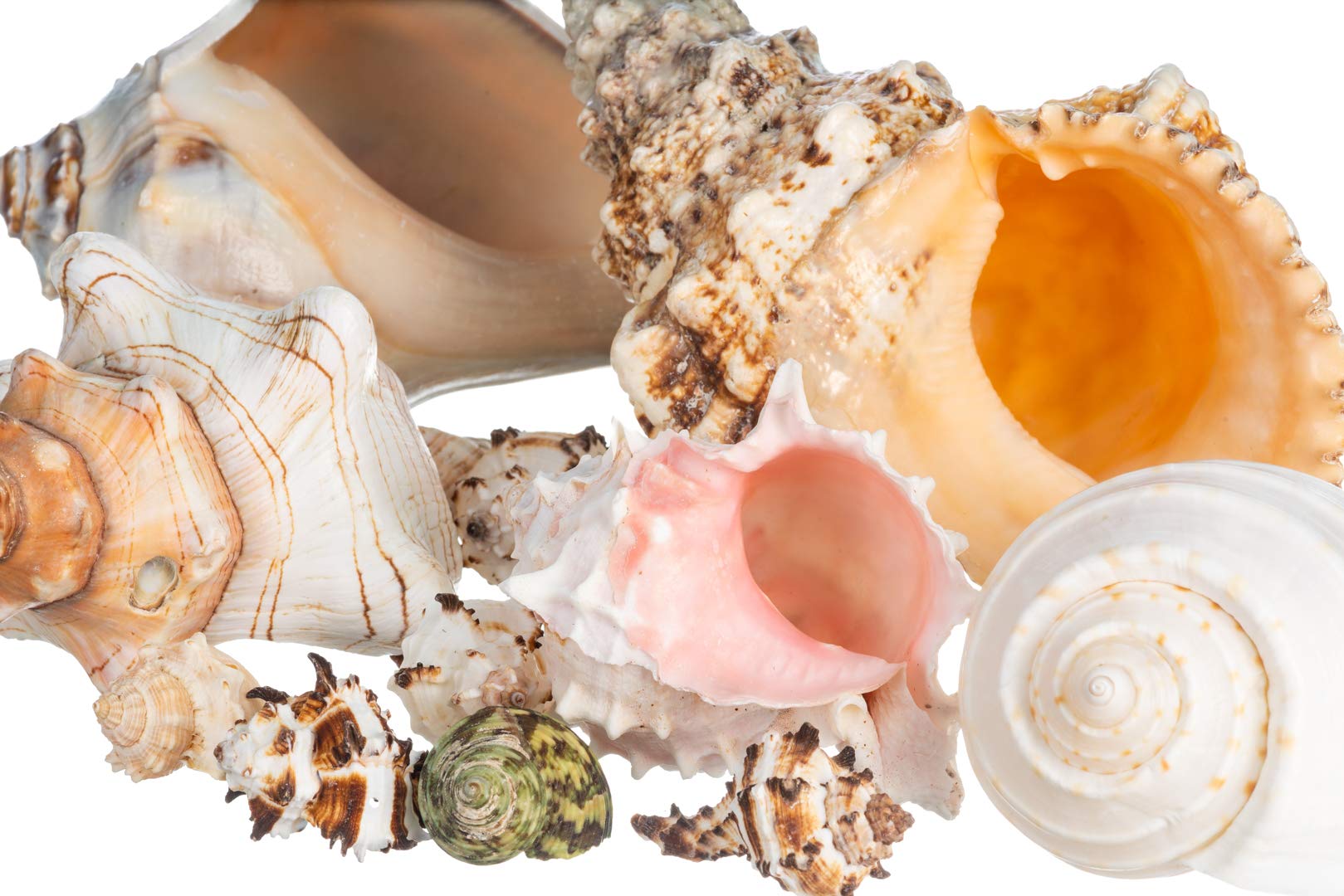 Natural Conch Shell Decor for Home & Crafts - Small 2-4