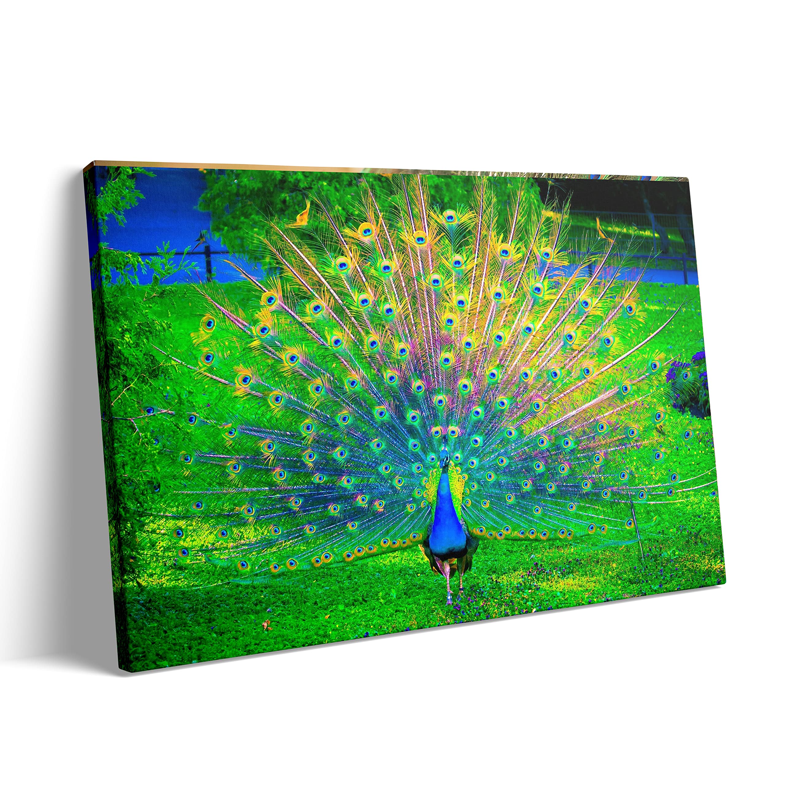 Peacock Canvas Wall Art - Bedroom & Living Room Decor