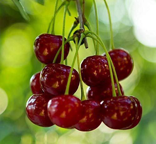 8 Unrooted Stella Red Sweet Cherry Tree Cuttings for Planting - Fresh Fruit Tree Scions for Grafting & Home Gardening | Perfect for Orchard Planting, Backyard Fruit Trees & DIY Horticulture Projects