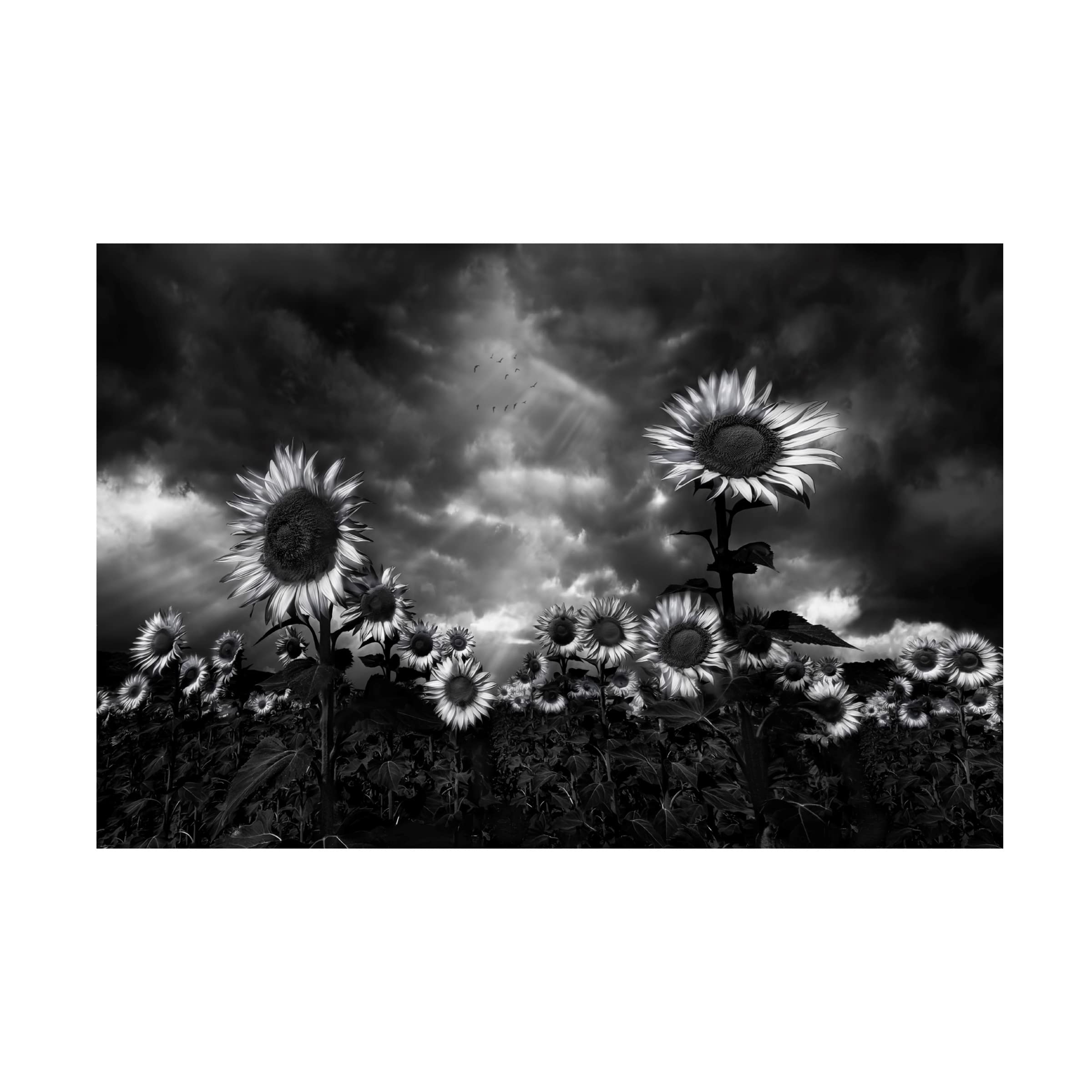 Trademark Fine Art 'Sunflowers' Canvas Wall Art by Fran Osuna - Vibrant Floral Painting for Living Room, Bedroom & Office Decor