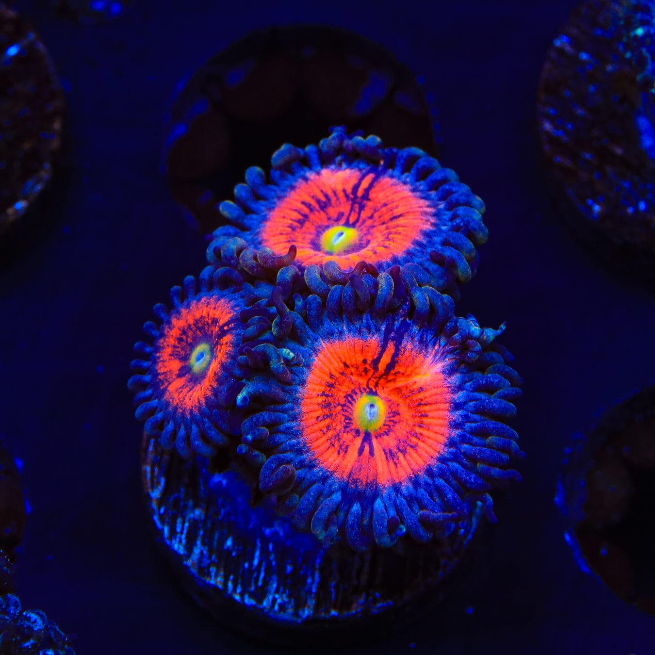 Everlasting Gobstopper Zoanthids Coral - Vibrant Saltwater Coral for Reef Aquariums | Perfect for Marine Tanks & Coral Frag Racks