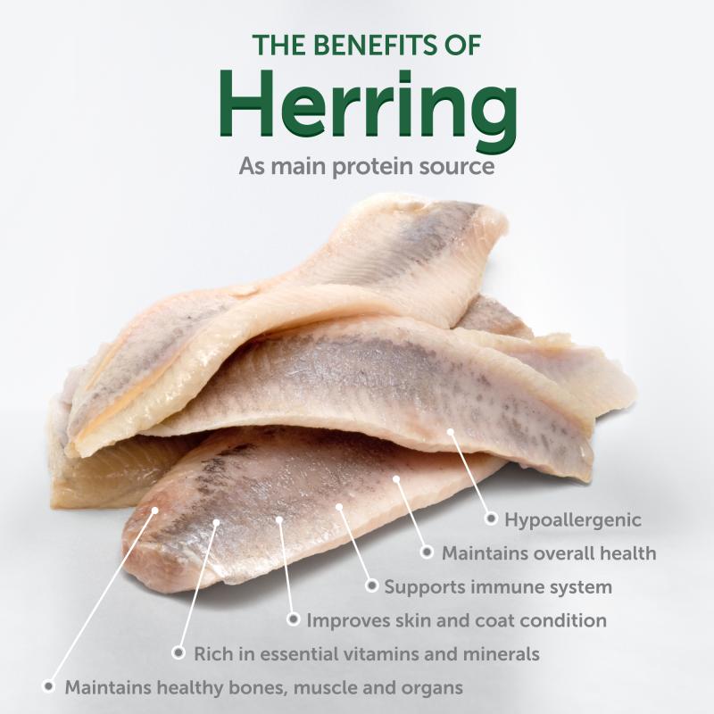 Premium Herring Dog Treats for Adult Dogs - Immune Health Support - Perfect for Training & Rewards