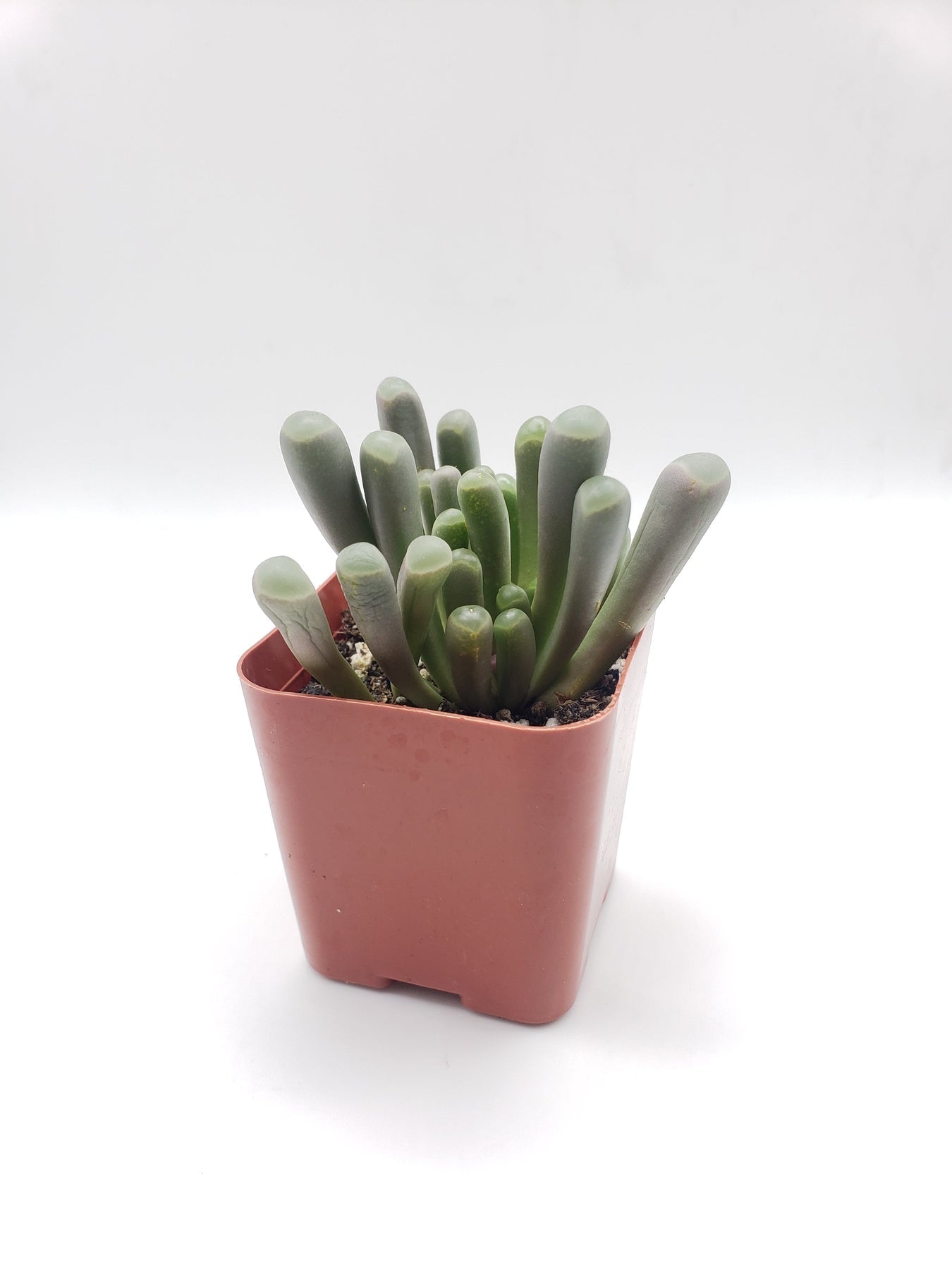 #54 Fenestraria Rhopalophylla Baby Toes Succulent - Rare Living Stone Plant for Home Decor, Office Desk & Fairy Garden Arrangements