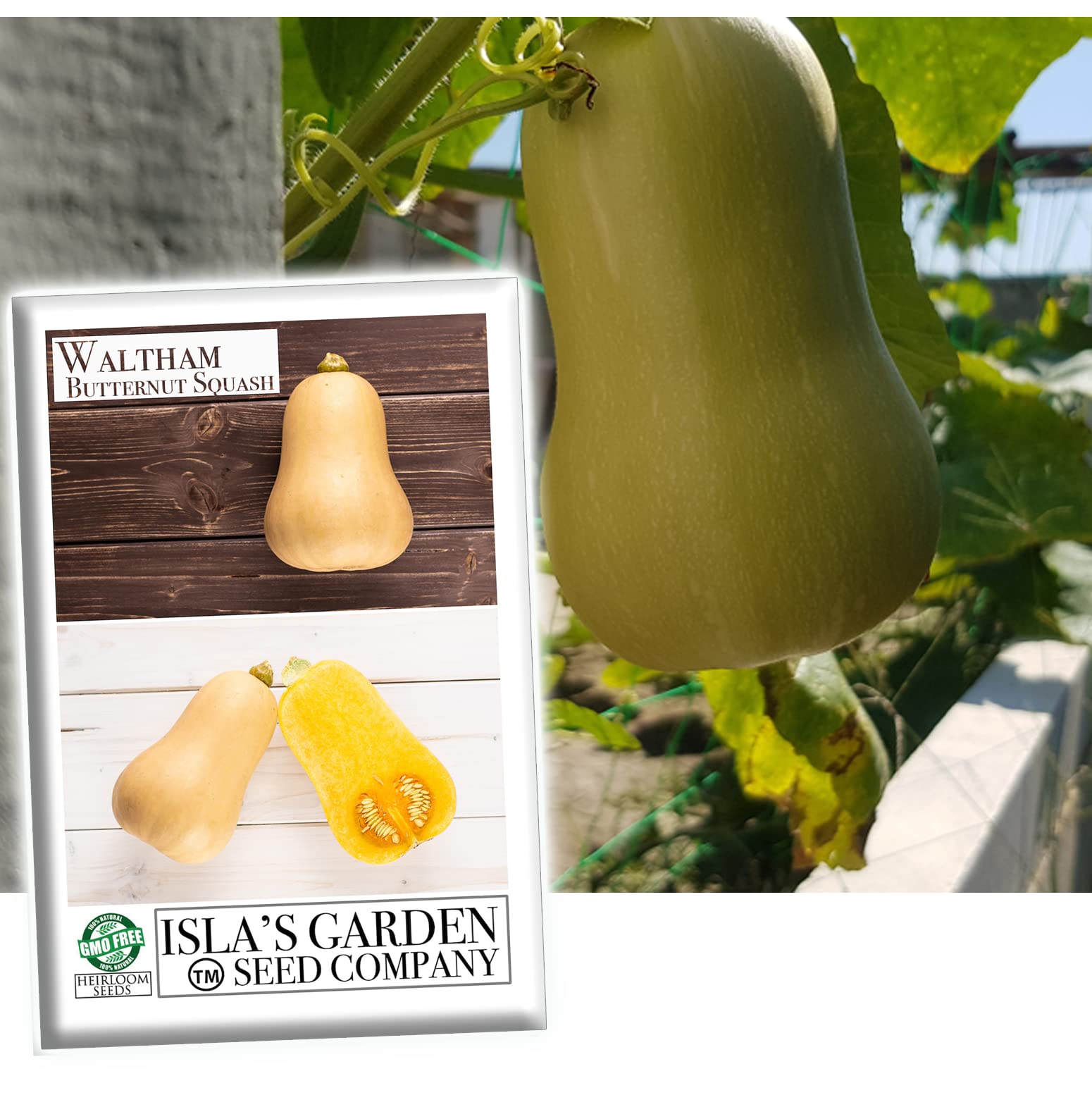 Waltham Butternut Winter Squash Seeds for Planting - 50+ Heirloom, Non-GMO, Organic Seeds (Cucurbita moschata) by Isla's Garden Seeds - Perfect for Home Gardening, Fall Harvest & Pumpkin Recipes
