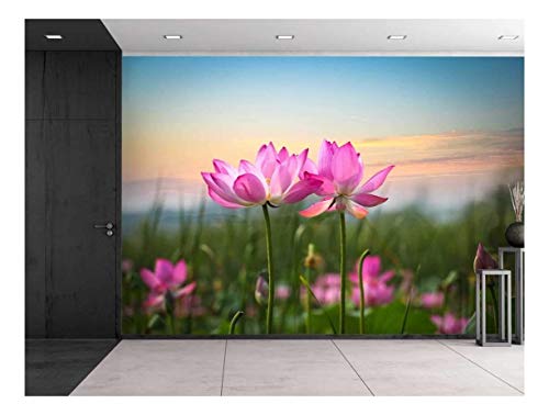 Pink Lotus Flowers