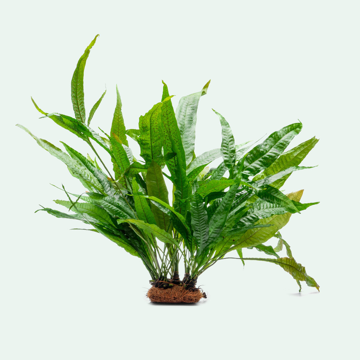 Microsorum Pteropus Mat - Java Fern Aquatic Plant Carpet for Freshwater Aquariums | Perfect for Fish Tanks, Shrimp Tanks & Aquascaping