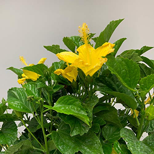 Yellow Hibiscus Live Plant - 26