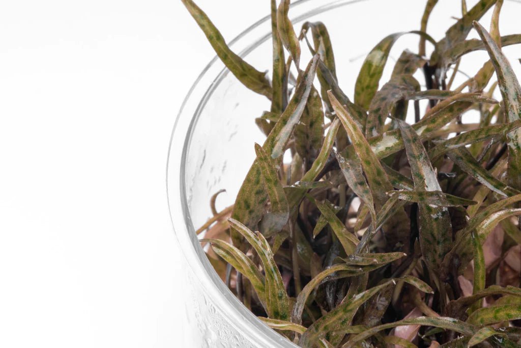 TCulture Cryptocoryne Ferruginea Sekadauensis Live Aquarium Plant - Easy Care Aquatic Plant for Fish Tanks, Aquascaping & Freshwater Aquariums