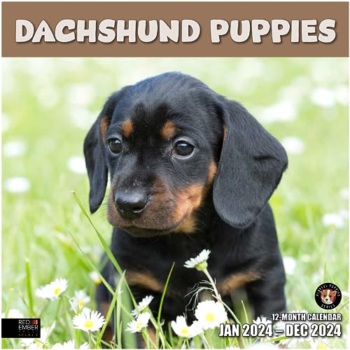 13 - Dachshund Puppies