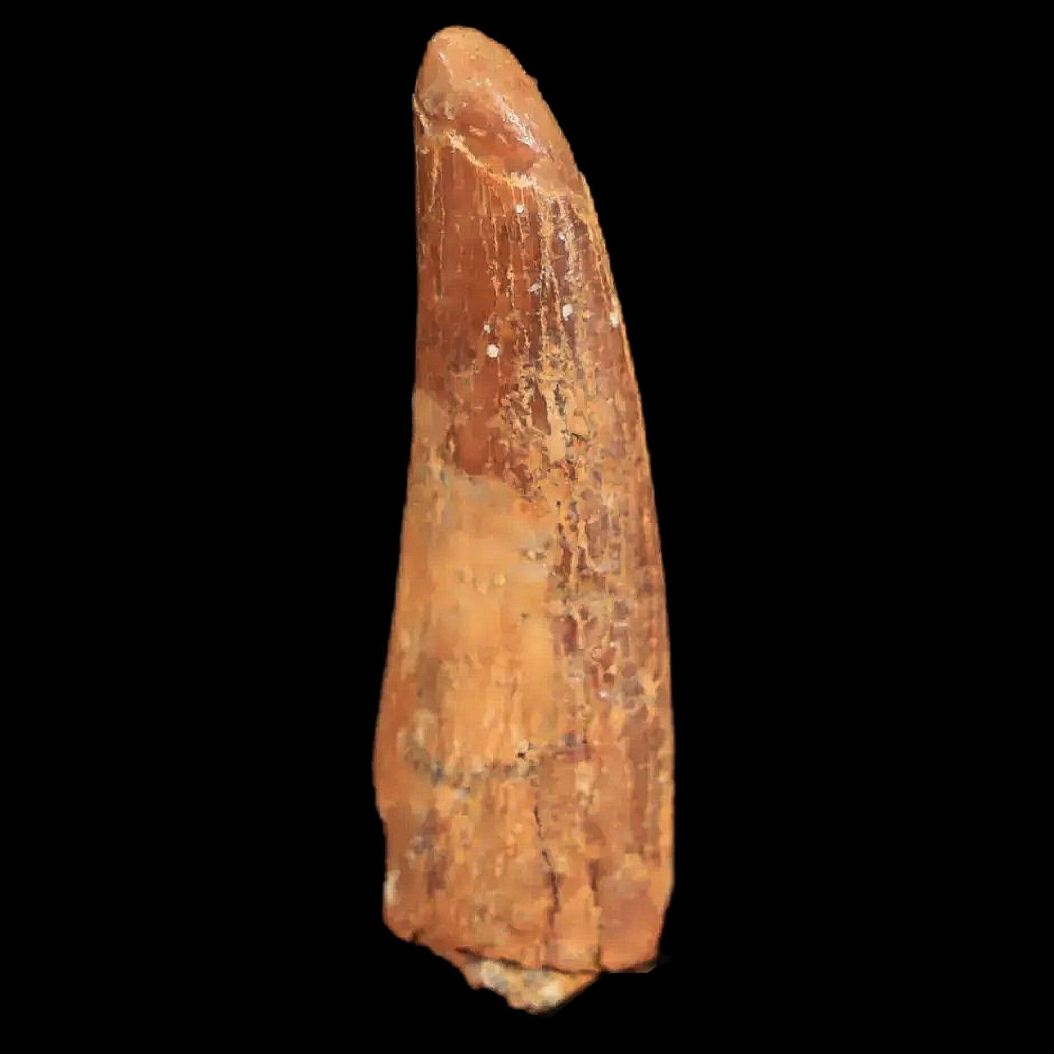 Authentic Pterosaur Coloborhynchus Fossil Tooth - Upper Cretaceous Period - Morocco - Includes COA & Display Case - Perfect for Paleontology Collectors & Home Decor
