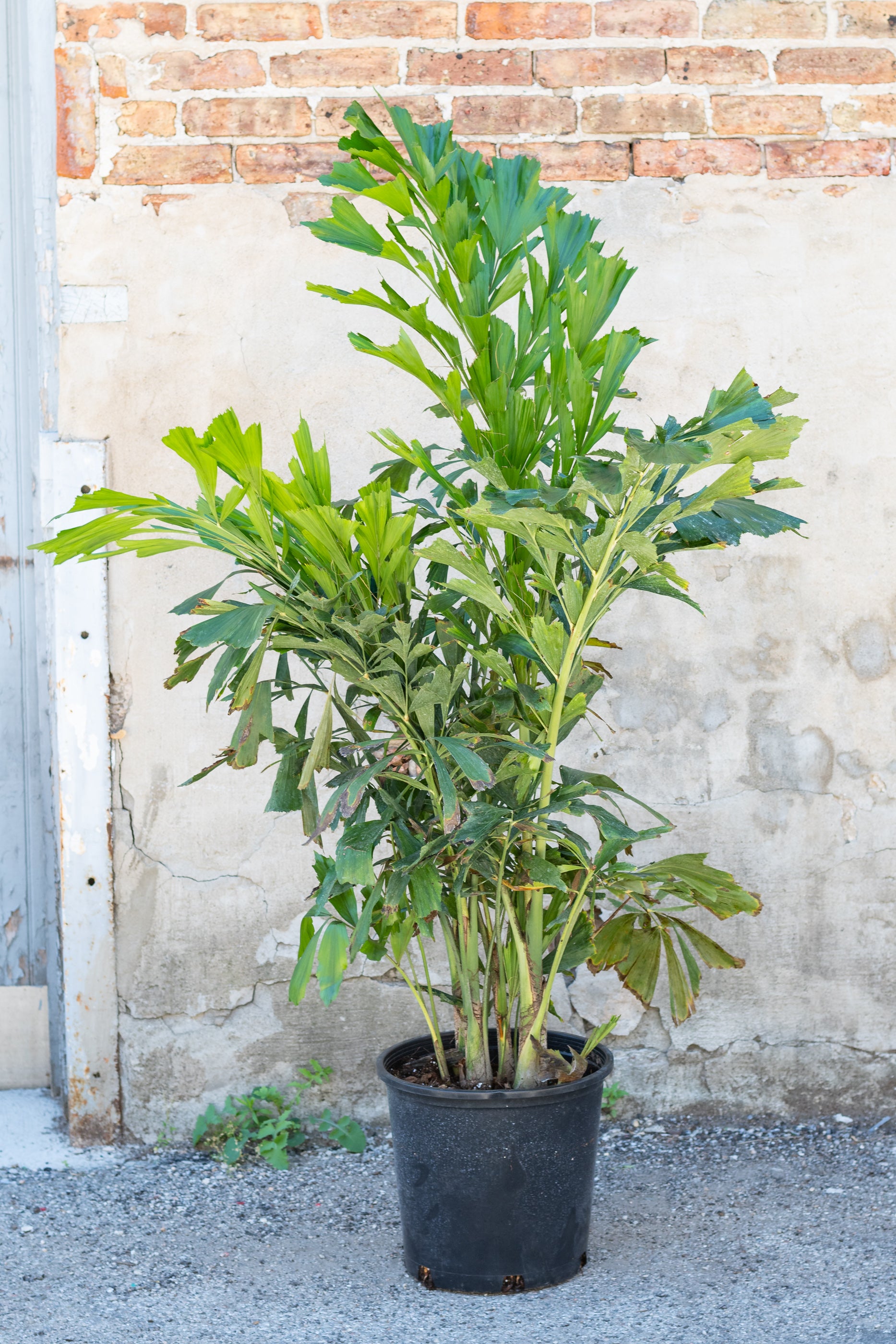 Fishtail Palm (Caryota Mitis) - 14