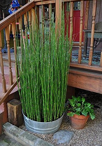 10 Pack Horsetail Plants for Koi Ponds - Natural Bamboo-Like Aquatic Plants for Water Gardens, Ponds & Aquariums - Perfect for Landscaping, Backyard Decor & Fish Tank Environments
