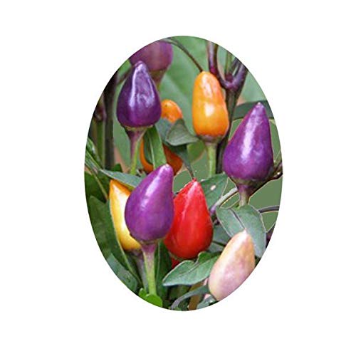 Bolivian Rainbow Heirloom Pepper Seeds - Pack of 10 - Colorful Ornamental Hot Chili Plants for Home Garden, Landscaping & Culinary Use - Perfect for Containers, Borders and Spicy Cooking