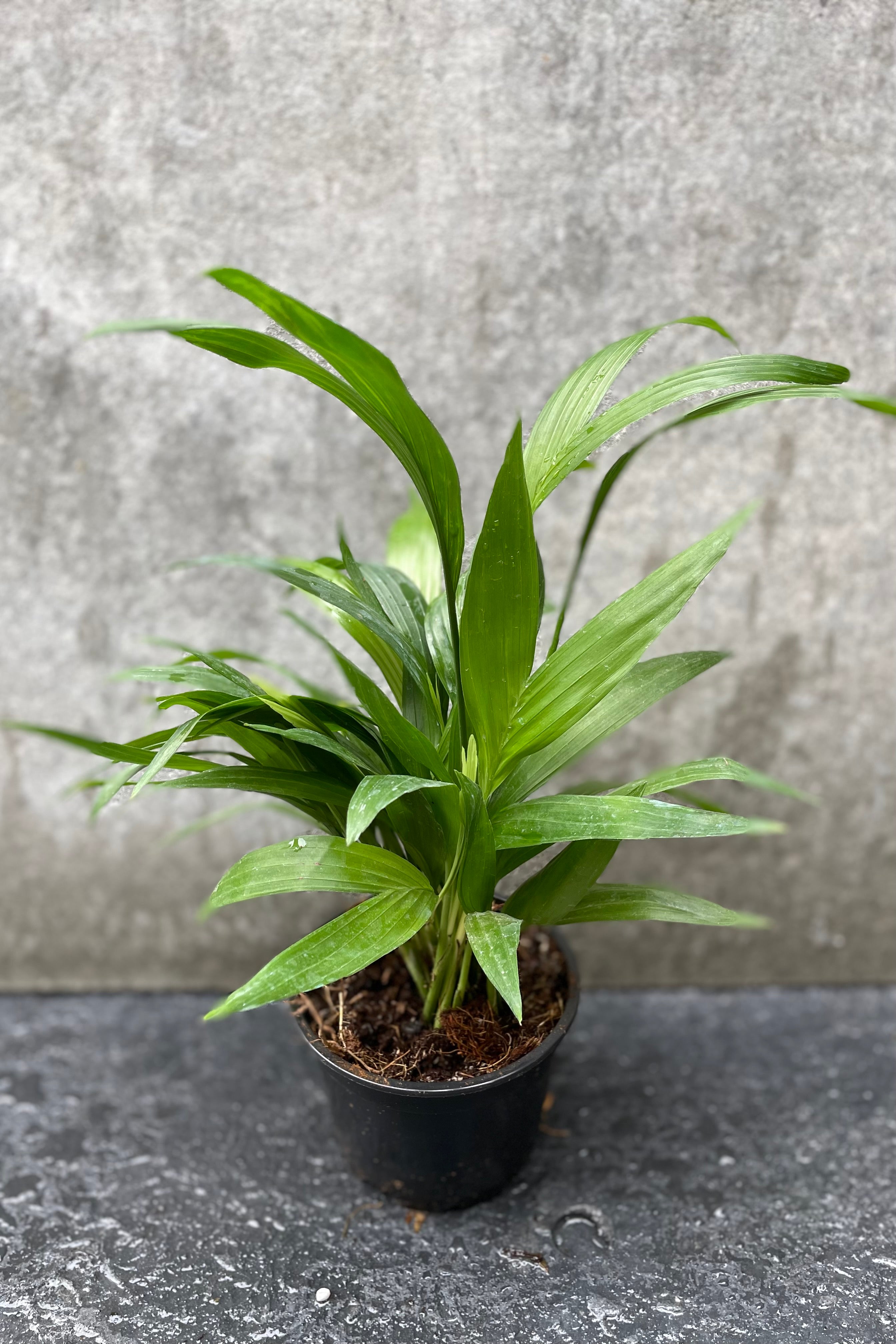 Chamaedorea Seifrizii Bamboo Palm - 4