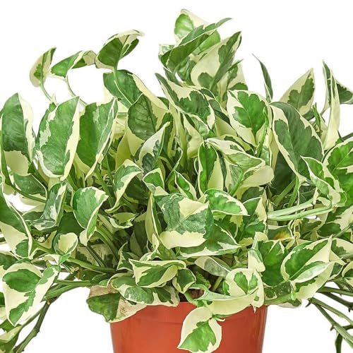Pothos Njoy