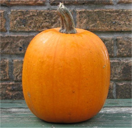 Seed Kingdom Bulk 5 Lb Pumpkin Jack-O'-Lantern Heirloom Vegetable Seeds - Perfect for Halloween Decorations, Fall Gardening & Organic Farming