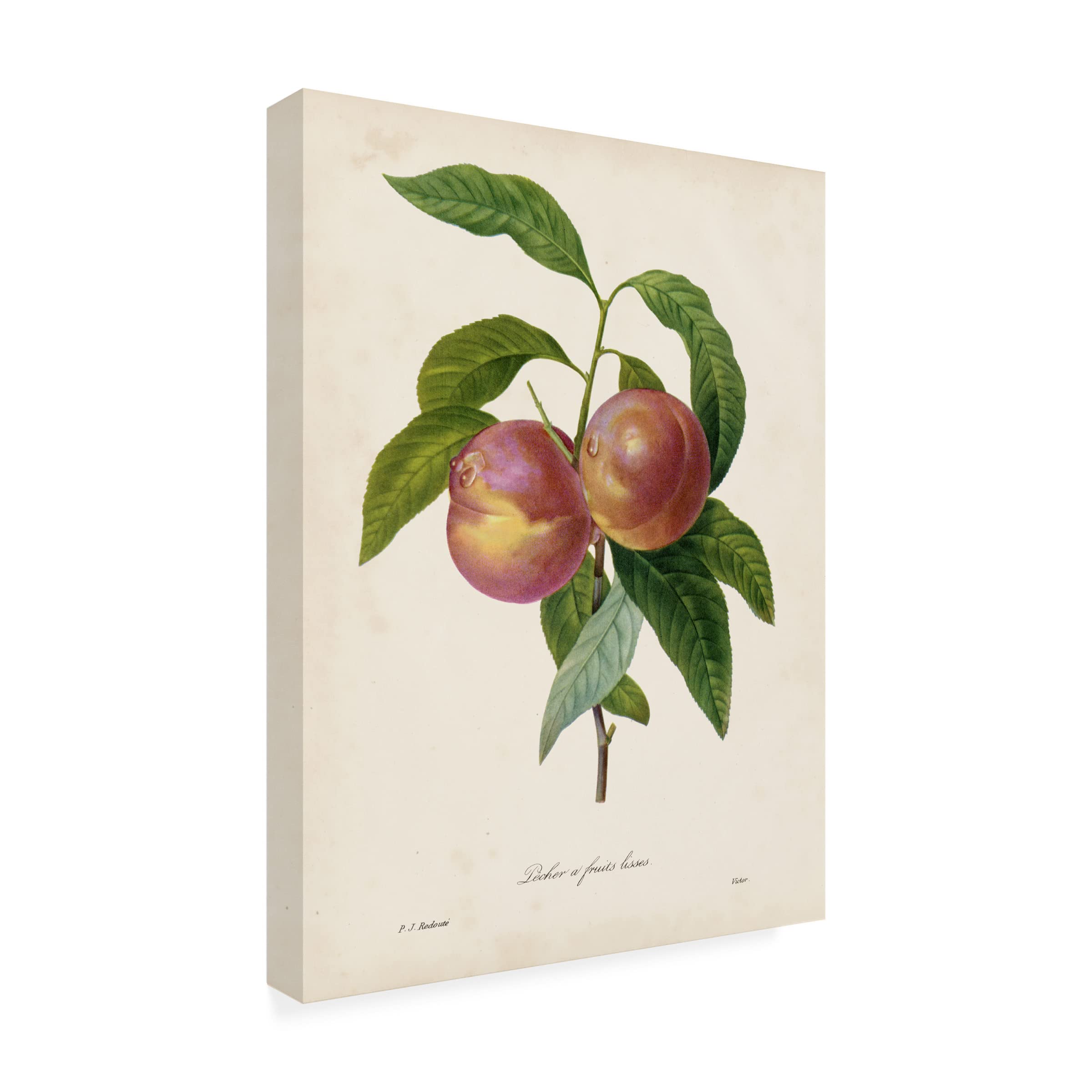 Trademark Fine Art 'Redoutes Fruit II' Canvas Wall Art Print by Pierre Redoute - Elegant Botanical Decor for Dining Room, Living Room & Office