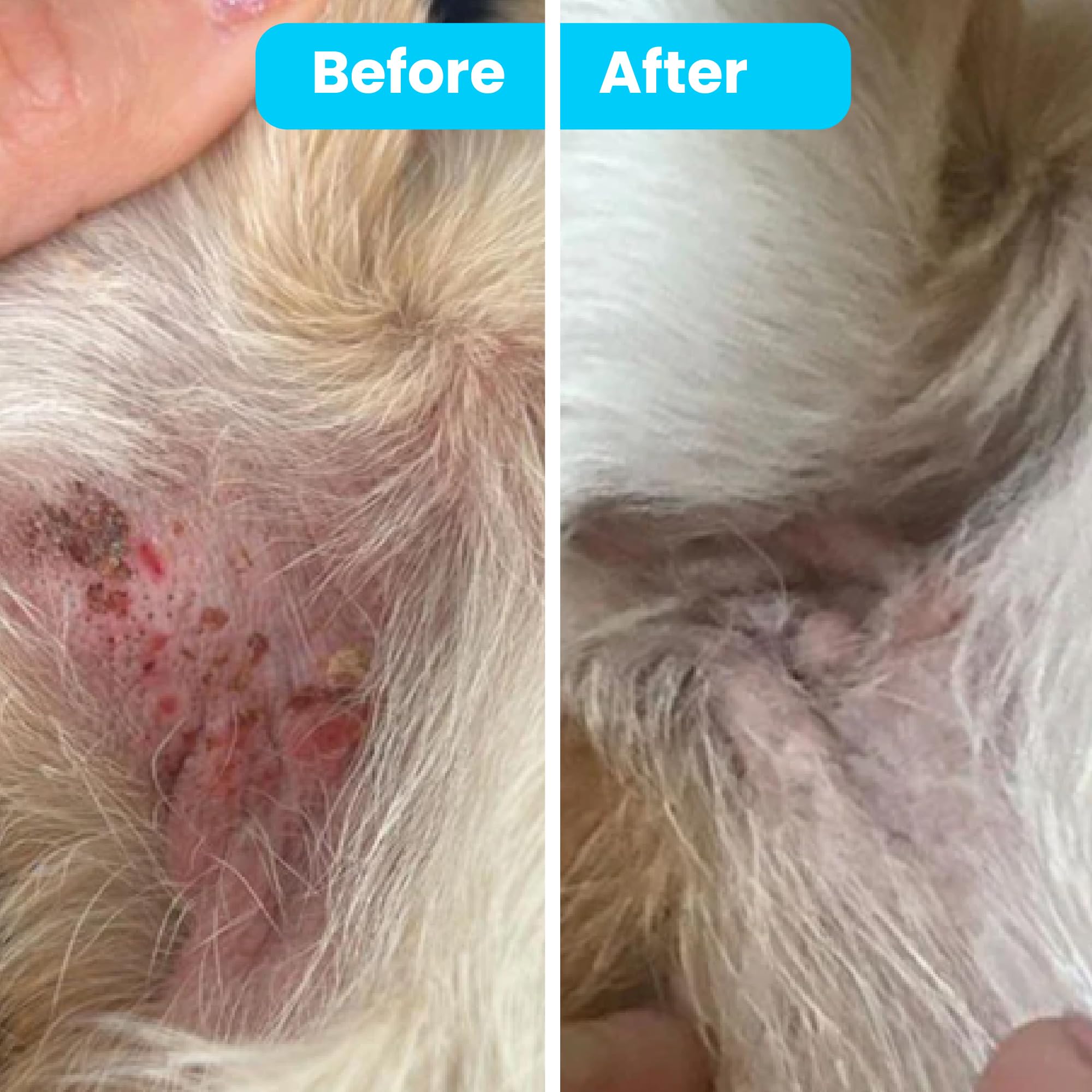 Organic Pawtitas Itch Soothing Dog Balm - Instant Relief for Itchy Skin, Hot Spots, Rashes & Dry Coat - Travel Size 0.15 oz with Almond & Goldenseal - Perfect for Dogs with Allergies, Outdoor Adventures & Post-Grooming Care