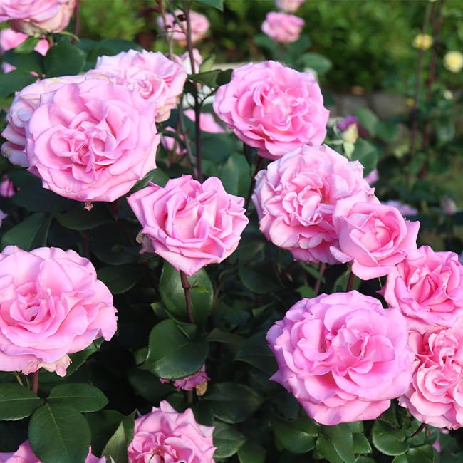 Heirloom Pink Eleganza® Beverly Hybrid Tea Rose Bush - Fragrant Blooming Plant for Pots, Gardens & Landscaping | Perfect for Outdoor Decor, Wedding Bouquets & Home Gardening