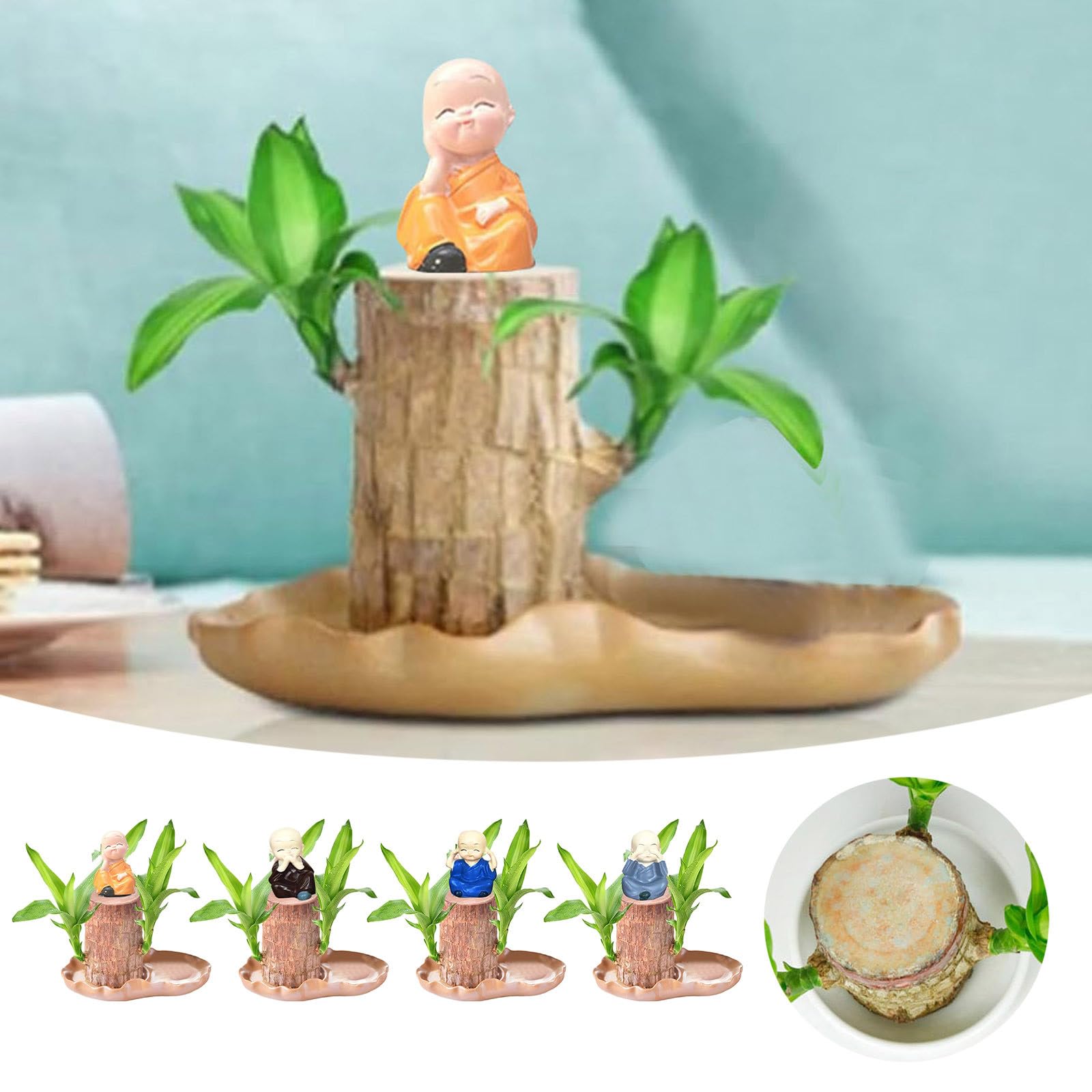 Lucky Brazil Wood Potted Plant - Easy to Grow Indoor Houseplant with Ceramic Tray | Air Purifying Hydroponic Plant for Home & Office Desk Decoration | Low Maintenance Brazilian Wood for Feng Shui & Wellness (Brown, 1 Pack)