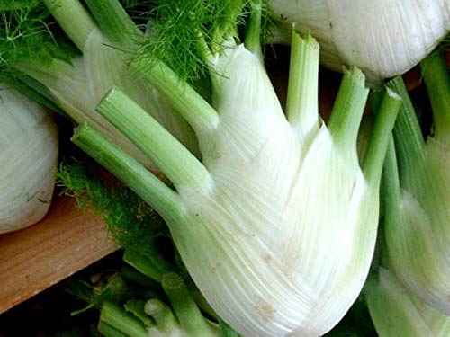 Cool Beans N Sprouts Florence Fennel Seeds - 500 Count Pack for Home Gardening | Organic Herb Seeds for Cooking, Tea & Sprouting