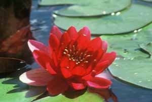 Perry's Baby Red Water Lily Bare Root - Stunning Red Aquatic Plant for Ponds, Water Gardens & Landscaping | Perfect for Outdoor Decor & Natural Water Features